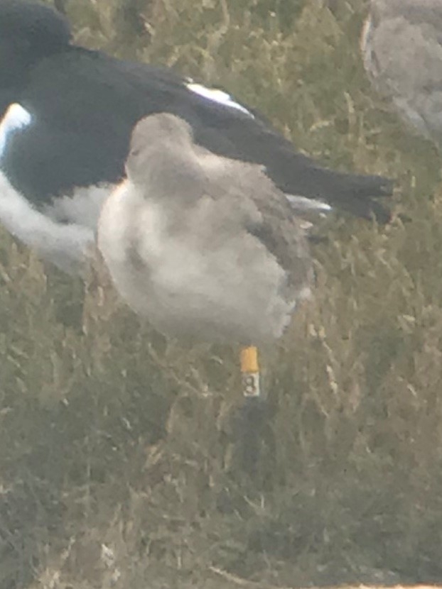 Recent Sightings - 4th March 2019